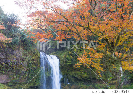 滝と紅葉と光芒（大分県玖珠町慈恩の滝） 143239548