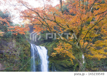 滝と紅葉と光芒（大分県玖珠町慈恩の滝） 143239549