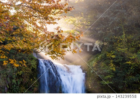 滝と紅葉と光芒(大分県玖珠町慈恩の滝) 滝と紅葉と光芒(大分県玖珠町慈恩の滝) 143239558