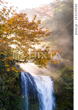滝と紅葉と光芒(大分県玖珠町慈恩の滝) 滝と紅葉と光芒(大分県玖珠町慈恩の滝) 143239560