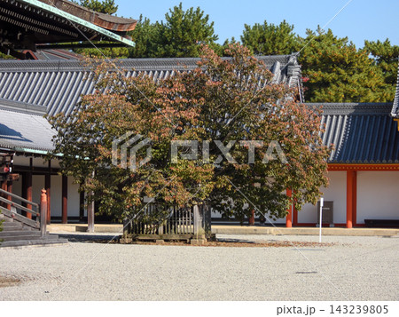 京都御所　紫宸殿　左近の桜　紅葉 143239805