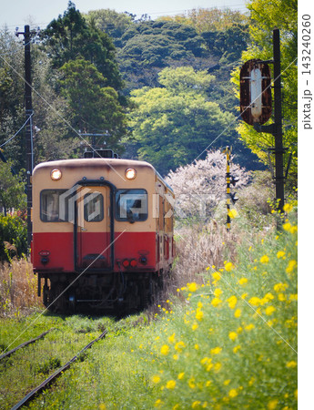 桜と菜の花畑を走る小湊鉄道の電車 桜と菜の花畑を走る小湊鉄道の電車 143240260