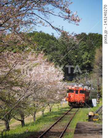 小湊鉄道の電車と桜並木 小湊鉄道の電車と桜並木 143240270