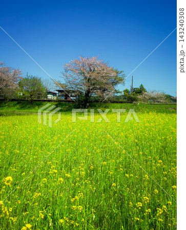 桜と菜の花に包まれる小湊鉄道の駅舎 桜と菜の花に包まれる小湊鉄道の駅舎 143240308