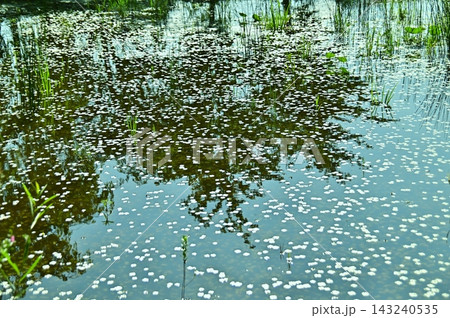 夏のトンボ池の水面に浮かぶ水草の葉 143240535
