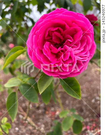 花弁が密に巻いた濃いピンクのバラ 花弁が密に巻いた濃いピンクのバラ 143240977