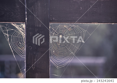 Intricate spider webs illuminated by golden sunlight against a dark wooden fence structure Intricate spider webs illuminated by golden sunlight against a dark wooden fence structure 143241641