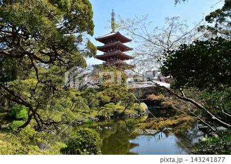 日本の東京　春の浅草　浅草寺の伝法院庭園から見た五重塔　池に映る塔のリフレクションと美しい新緑 143241877
