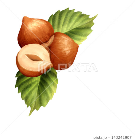 Hand-drawn illustration of hazelnuts with green leaves and a halved nut. Botanical nut element or corner for food design. Hand-drawn illustration of hazelnuts with green leaves and a halved nut. Botanical nut element or corner for food design. 143241907