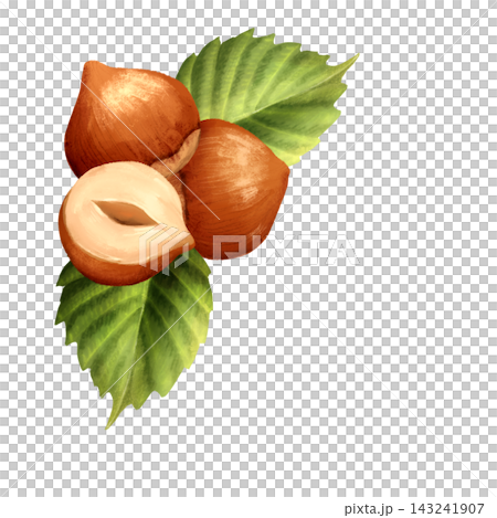 Hand-drawn illustration of hazelnuts with green leaves and a halved nut. Botanical nut element or corner for food design. Hand-drawn illustration of hazelnuts with green leaves and a halved nut. Botanical nut element or corner for food design. 143241907