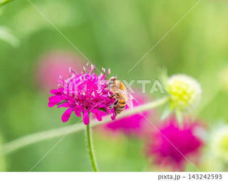 春の花壇で蜜を集めるかわいいミツバチ 143242593