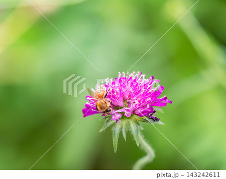 春の花壇で蜜を集めるかわいいミツバチ 春の花壇で蜜を集めるかわいいミツバチ 143242611