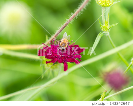 春の花壇で蜜を集めるかわいいミツバチ 春の花壇で蜜を集めるかわいいミツバチ 143242647