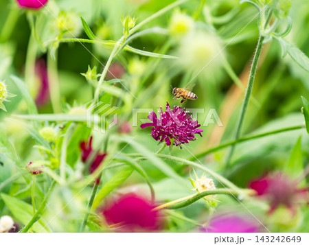 春の花壇で蜜を集めるかわいいミツバチ 143242649