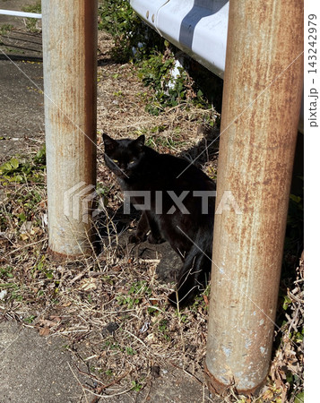長崎県池島の錆びた支柱の間に佇む黒猫 長崎県池島の錆びた支柱の間に佇む黒猫 143242979