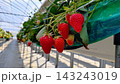 いちご狩り農園の赤いイチゴ 143243019