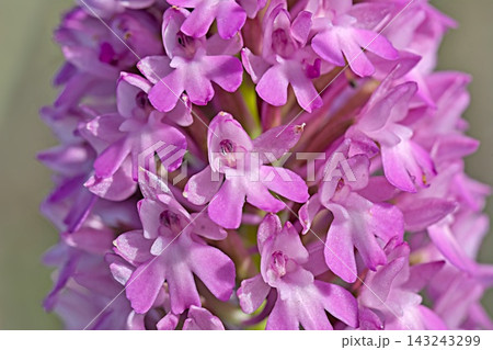 Pyramidal Orchid (Anacamptis pyramidalis), Crete Pyramidal Orchid (Anacamptis pyramidalis), Crete 143243299