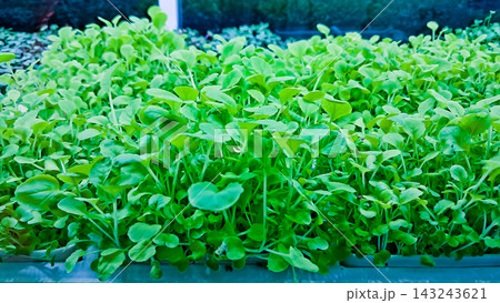 Close-up photo of hydroponic plants in a laboratory. 143243621