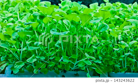 Close-up photo of hydroponic plants in a laboratory. Close-up photo of hydroponic plants in a laboratory. 143243622
