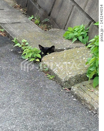 側溝から覗く黒猫 143244054