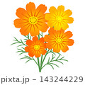 河原に咲くオレンジ色の可愛らしいキバナコスモス 143244229