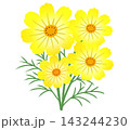 レモンイエローの可愛らしいキバナコスモス 143244230