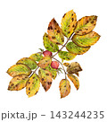 Watercolor autumn bouquet of colorful leaves and rosehips on a white background 143244235
