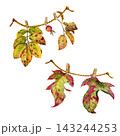 Vibrant watercolor fall leaves hanging on a twine string clothesline with wooden pegs, isolated seasonal illustration set. 143244253