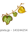 A watercolor illustration featuring colorful autumn leaves hanging 143244254