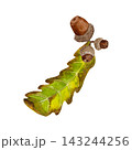A watercolor illustration depicting two green oak leaves (Quercus) and three brown acorns. 143244256