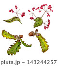Vibrant Autumn Watercolor Collection: Viburnum Berries, Oak Leaves, and Acorns Clipart Set 143244257