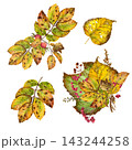 Watercolor autumn bouquets and leaves set with rosehip fruits 143244258