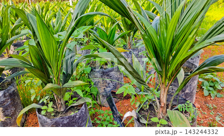 Close-up photo of young oil palm plants in a nursery. 143244332