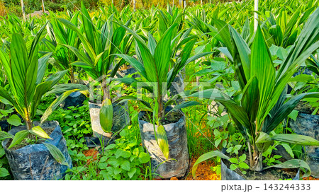 Close-up photo of young oil palm plants in a nursery. Close-up photo of young oil palm plants in a nursery. 143244333