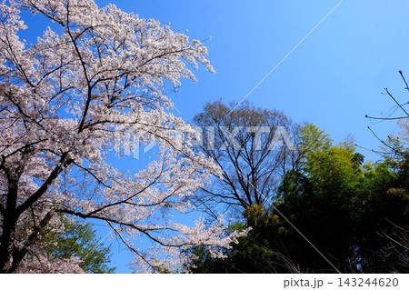 【神奈川県】青空に映える満開の桜 【神奈川県】青空に映える満開の桜 143244620