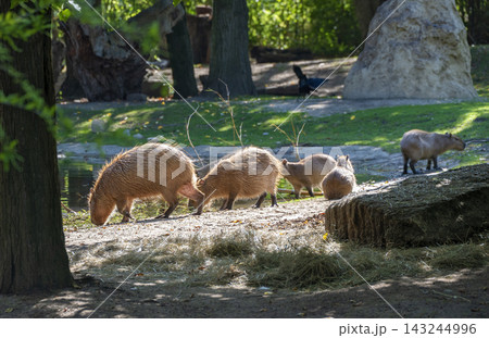 Capybara herd Capybara herd 143244996