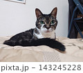 見つめる猫 143245228