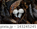 ウラベニホテイシメジの幼菌 143245245