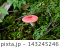 ドクベニタケ 143245246