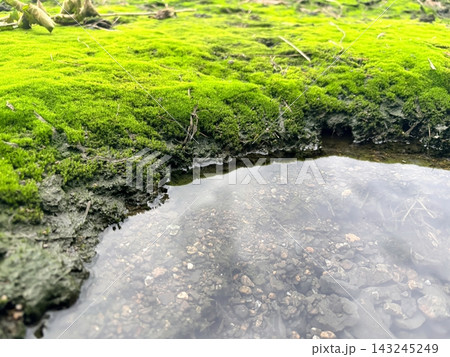 澄んだ泉と鮮やかな緑の苔「背景素材」 澄んだ泉と鮮やかな緑の苔「背景素材」 143245249