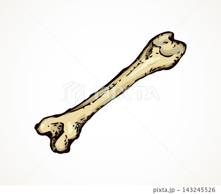 Bone. Vector drawing Bone. Vector drawing 143245526