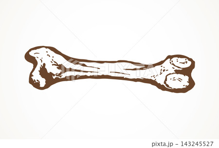 Bone. Vector drawing 143245527