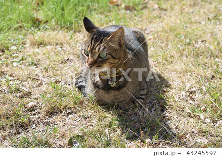芝生の上のキジトラ猫 芝生の上のキジトラ猫 143245597