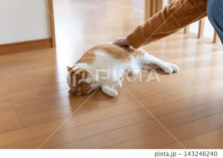 猫を撫でる 茶トラ白 猫を撫でる 茶トラ白 143246240