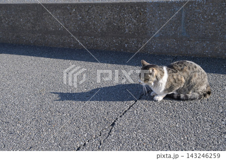 船橋海浜霊園付近の猫 船橋海浜霊園付近の猫 143246259