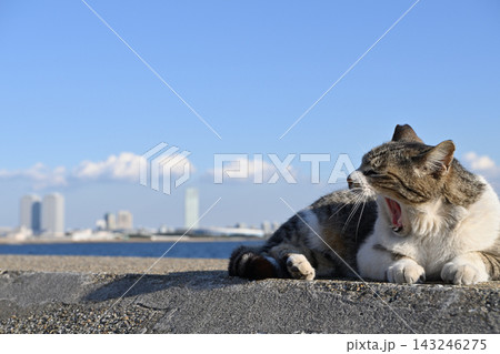 船橋海浜霊園付近の猫 143246275