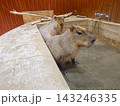 カピバラのかわいい横顔 143246335