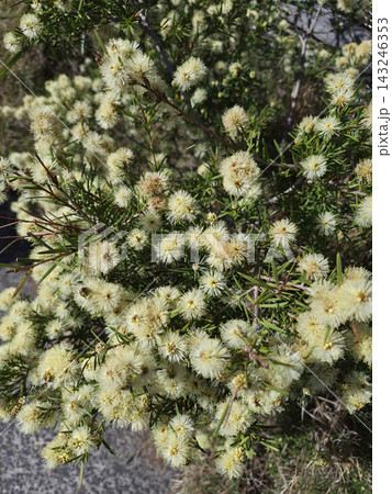 This is *Melaleuca nodosa* with white flowers. This is *Melaleuca nodosa* with white flowers. 143246353