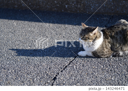 船橋海浜霊園付近の猫 船橋海浜霊園付近の猫 143246471