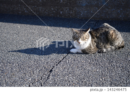船橋海浜霊園付近の猫 143246475